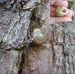 Mesodon thyroidus (Say, 1817) White-lip Globe Up A Large Pine Tree