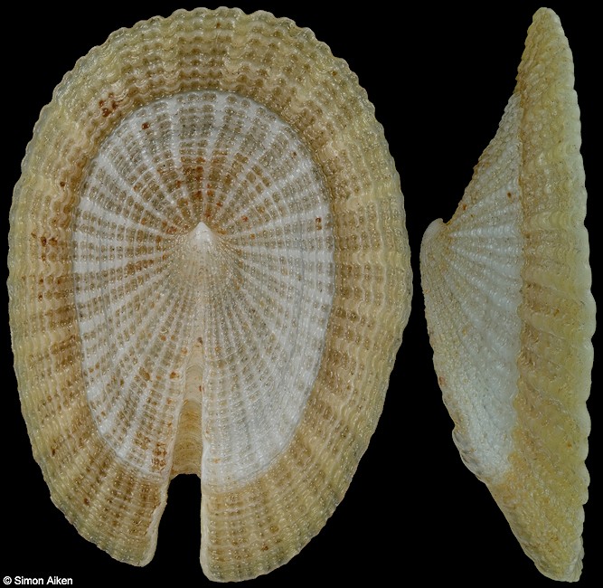 Emarginella sibogae (Schepman, 1908)