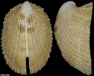 Emarginula cf. natalensis Barnard, 1963
