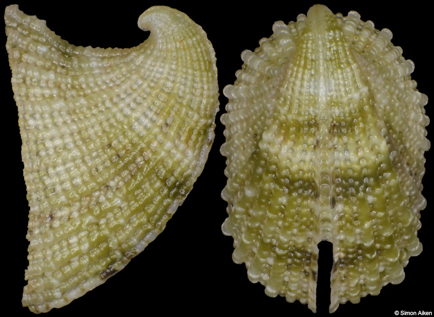 Emarginula costulata Deshayes, 1863