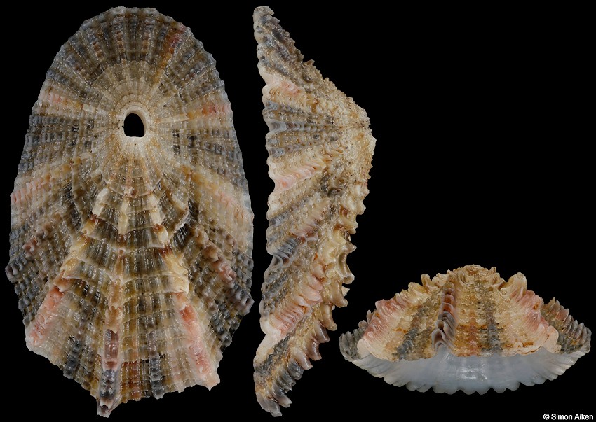 Diodora spreta (E. A. Smith, 1901)