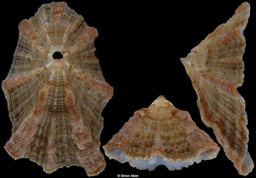 Diodora elizabethae (E. A. Smith, 1901)