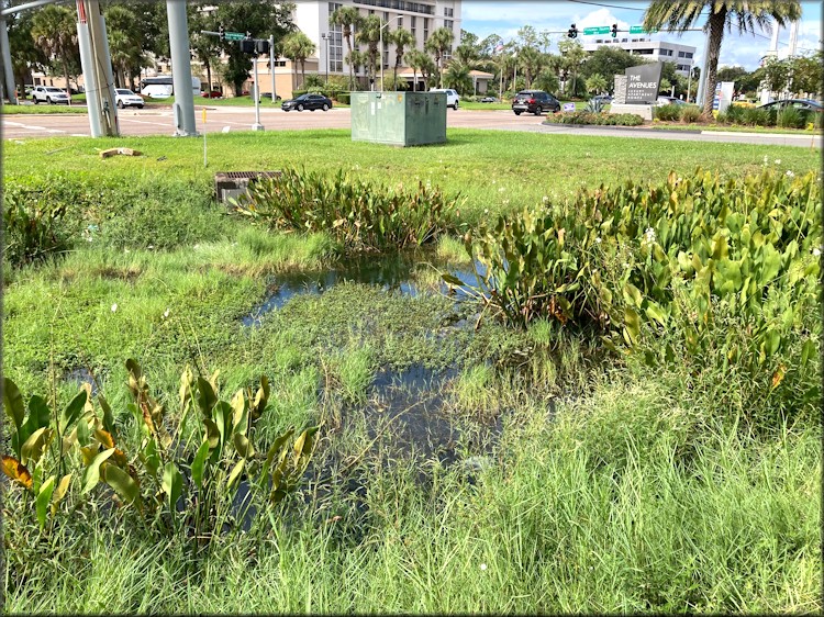 Retention pond looking towards Baymeadows Road