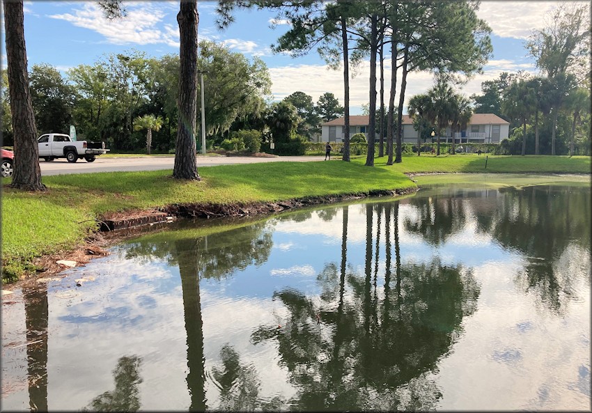 Retention pond showing where a majority of the Pomacea maculata egg clutches were found