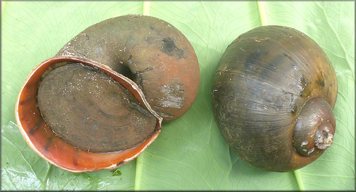 A pair of Pomacea maculata from the retention pond