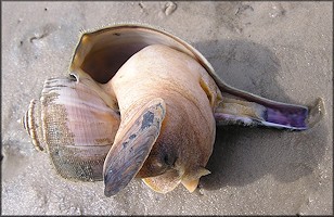 Busycotypus canaliculatus (Linnaeus, 1758) Channeled Whelk