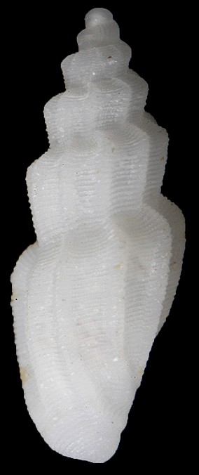 Agathotoma ecthymata Garca, 2008 Juvenile