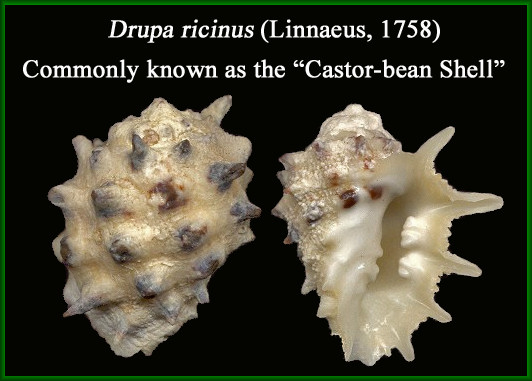 Drupa ricinus (Linnaeus, 1758)