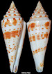 Conus ichinoseana (Kuroda, 1956)