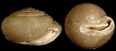  Stenotrema florida Pilsbry, 1940 Apalachicola Slitmouth