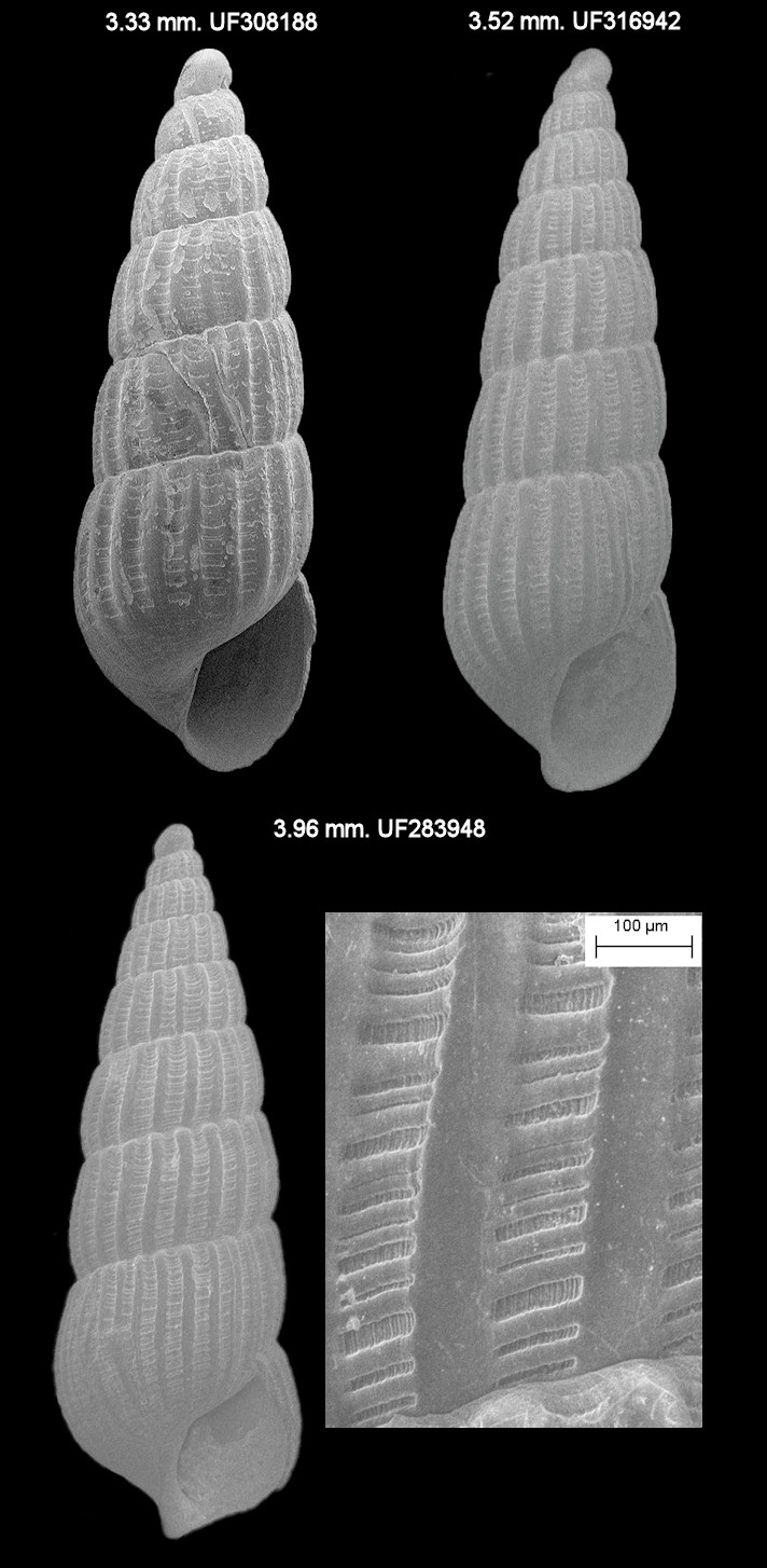 Turbonilla (Pyrgiscus) powhatani Henderson and Bartsch, 1914