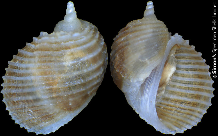 Macromphalus yamamotoi (Habe, 1978)