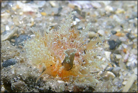 Erosaria acicularis (Gmelin, 1791) Atlantic Yellow Cowrie Juvenile