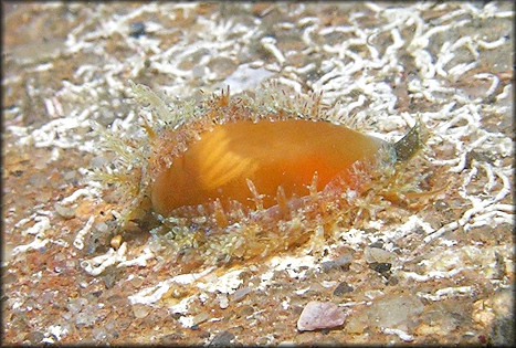 Erosaria acicularis (Gmelin, 1791) Atlantic Yellow Cowrie Juvenile