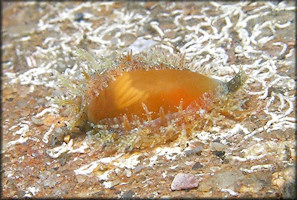 Erosaria acicularis (Gmelin, 1791) Atlantic Yellow Cowrie Juvenile