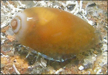 Erosaria acicularis (Gmelin, 1791) Atlantic Yellow Cowrie Juvenile