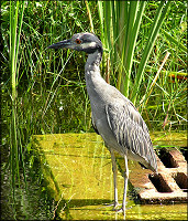 Nyctanassa violacea Yellow-crowned Night-Heron Juvenile