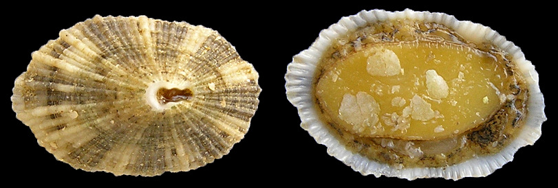 Diodora cayenensis (Lamarck, 1822) Cayenne Keyhole Limpet