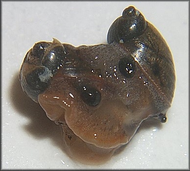 Succinea unicolor Tryon, 1866 Squatty Ambersnail Mating