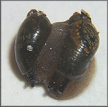 Succinea unicolor Tryon, 1866 Squatty Ambersnail Mating