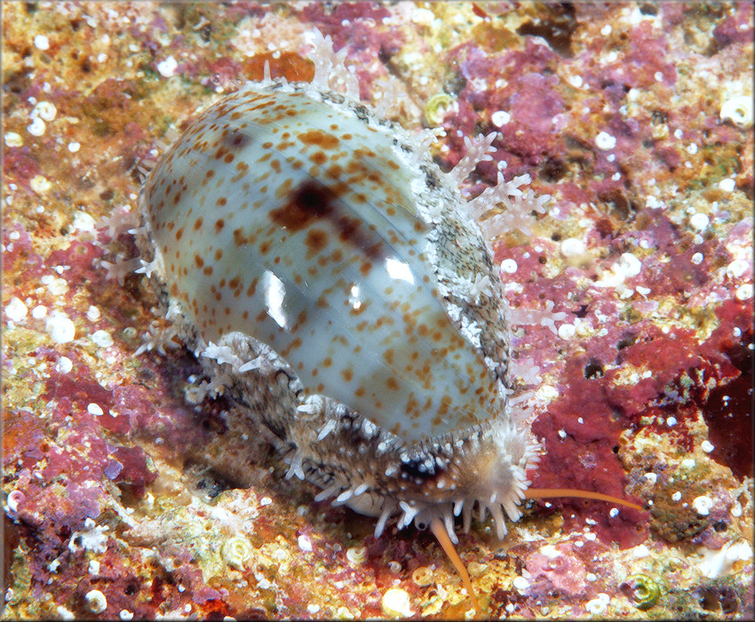 Erronea pallida (J. E. Gray, 1824) Subadult (tentative)