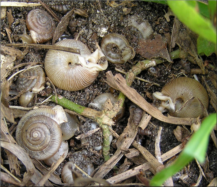 Daedalochila uvulifera In Situ Under Low Vegetation On Shrine Center Property 5/8/2015