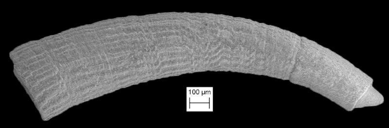 Caecum zaagmani de Jong and Coomans, 1988 Scanning Electron Micrograph