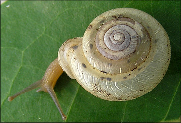 Taylor Co., Florida Live Daedalochila auriculata