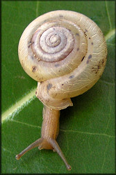 Taylor Co., Florida Live Daedalochila auriculata