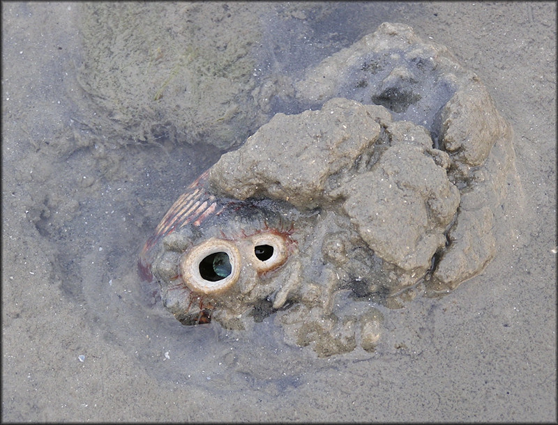 Dinocardium robustum (John Lightfoot, 1786) Atlantic Giant Cockle In Situ