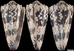 Conus zonatus Hwass in Bruguire, 1792