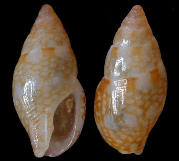 Zafrona dicomata (Dall, 1889)