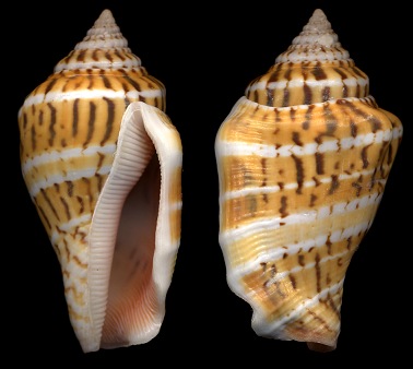 Canarium mutabile form zebriolatus A. Adam and Leloup, 1938