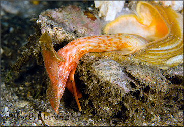 Xenophora conchyliophora (Born, 1780) American Carriersnail In Situ