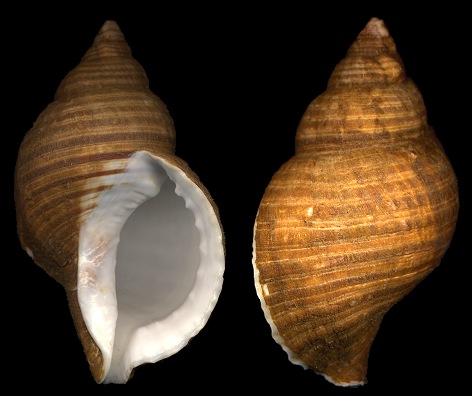 Argobuccinum pustulosum ranelliforme (King, 1832)