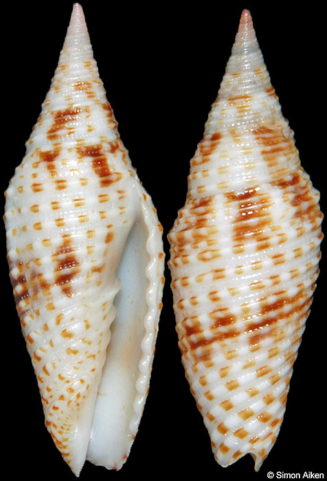 Subcancilla annulata (Reeve, 1844)