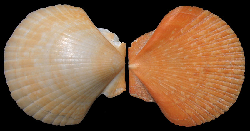 Euvola ziczac (Linnaeus, 1758) Zigzag Scallop