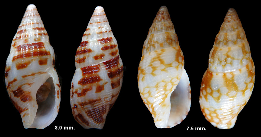 Zafrona pulchella (de Blainville, 1829) Beautiful Dovesnail