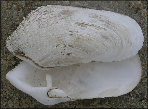 Zirfaea crispata (Linnaeus, 1758) Great Piddock