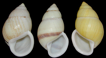 Amphidromus palaceus (Mousson, 1848)