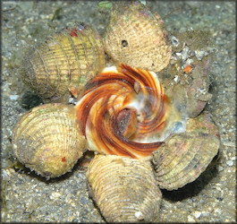 Xenophora conchyliophora (Born, 1780) American Carriersnail In Situ