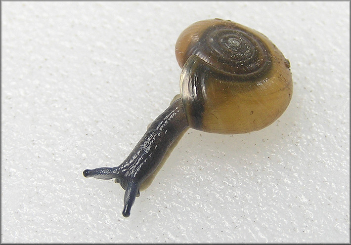 Oxychilus draparnaudi (Beck, 1837) Dark-bodied Glass-snail