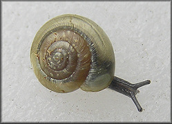 Zonitoides elliotti (Redfield, 1856) Green Dome