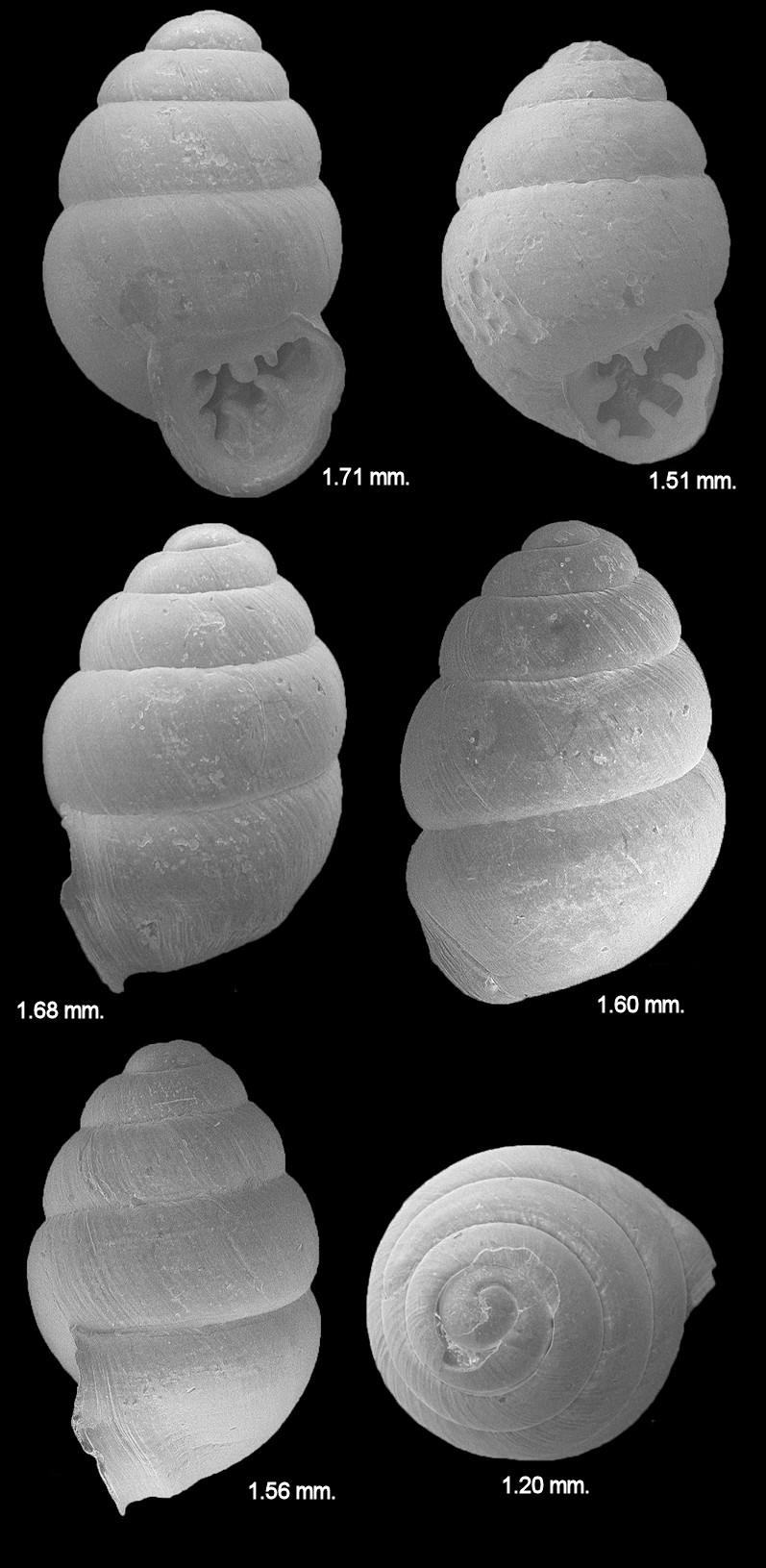 Vertigo ovata Say, 1822 Ovate Vertigo (Fossils)