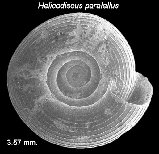 Helicodiscus paralellus (Say, 1821) Compound Coil