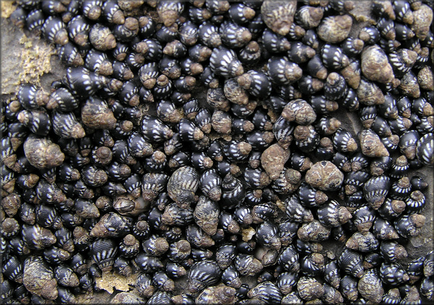 Echinolittorina placida Reid, 2009 Interrupted Periwinkle