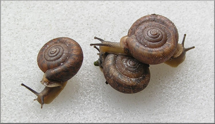 Some of the living specimens found at the site