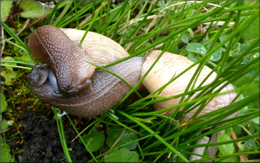 Euglandina rosea (Frussac, 1821) Mating