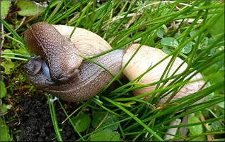 Euglandina rosea (Frussac, 1821) Mating