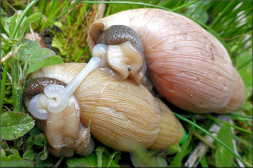 Euglandina rosea (Frussac, 1821) Mating